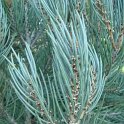 Pinus monophylla rameau